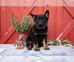Small Photo #12 German Shepherd Dog Puppy For Sale in GREENWICH, OH, USA
