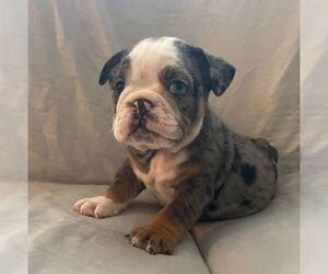 English Bulldog Puppy for sale in JOHNS ISLAND, SC, USA