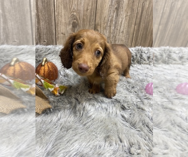 Medium Photo #9 Dachshund Puppy For Sale in MYRTLE, MO, USA