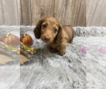Small Photo #9 Dachshund Puppy For Sale in MYRTLE, MO, USA