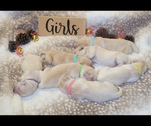 Golden Retriever Puppy for sale in CHAMPAIGN, IL, USA
