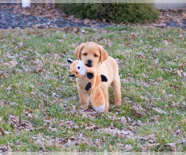 Medium Photo #4 Labrador Retriever Puppy For Sale in SYRACUSE, IN, USA