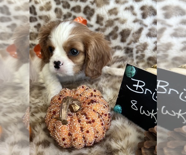 Medium Photo #4 Cavalier King Charles Spaniel Puppy For Sale in ABILENE, TX, USA