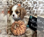 Small #3 Cavalier King Charles Spaniel