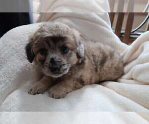 F2 Aussiedoodle Puppy for sale in FISHERS, IN, USA
