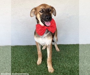 Lucille - Female German Shepherd Dog-Unknown Mix Dog for Adoption - Photo #4