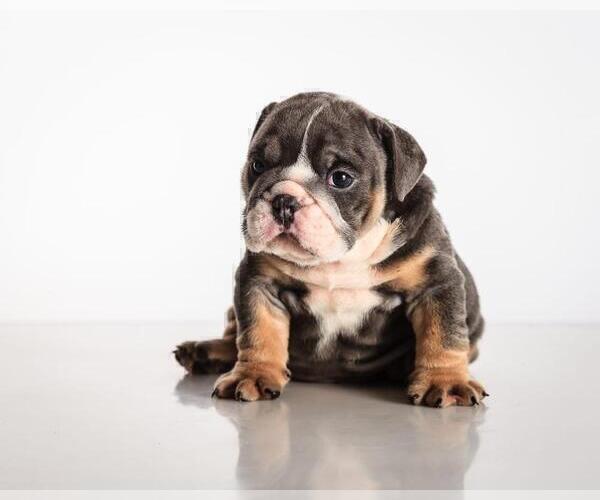 Medium Photo #4 Bulldog Puppy For Sale in SALT LAKE CITY, UT, USA