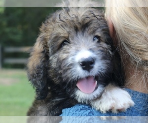 Bernedoodle Puppy for sale in KNOB NOSTER, MO, USA