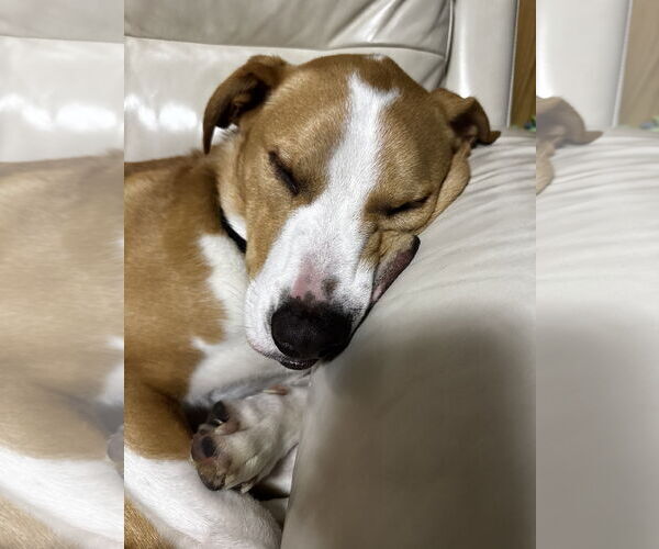 Medium Photo #3 Mutt Puppy For Sale in Pasadena, CA, USA