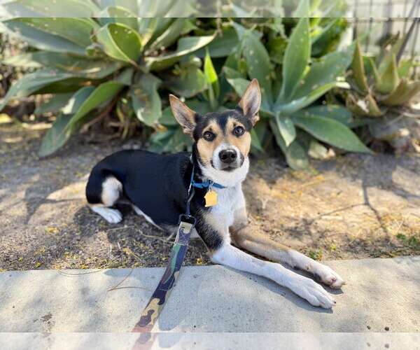 Medium Photo #2 Rat Terrier-Unknown Mix Puppy For Sale in Seal Beach, CA, USA
