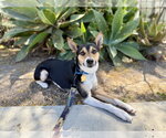 Small #1 Rat Terrier Mix