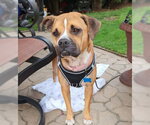 Small #11 Boxer Mix