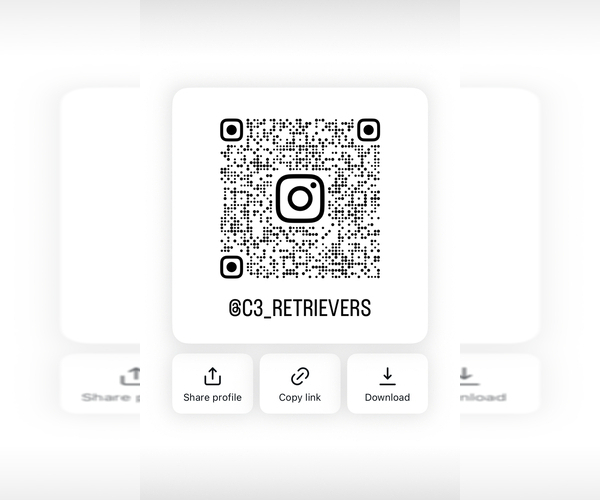 Medium Photo #16 Golden Retriever Puppy For Sale in CERES, CA, USA