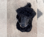 Small Photo #1 Poodle (Standard) Puppy For Sale in FONTANA, CA, USA