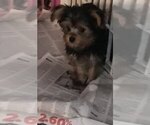 Small Photo #1 Yorkshire Terrier Puppy For Sale in BUNNELL, FL, USA