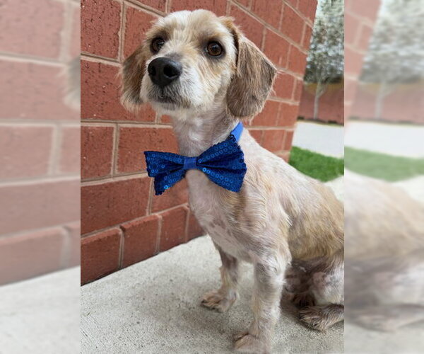 Medium Photo #4 Dachshund-Unknown Mix Puppy For Sale in Arlington, VA, USA