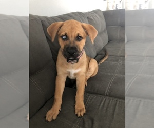 American Pit Bull Terrier-Siberian Husky Mix Puppy for sale in SPRING HILL, FL, USA