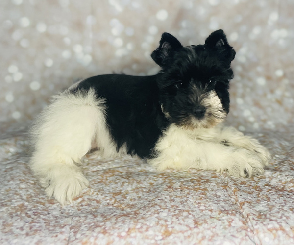 Medium Photo #2 Schnauzer (Miniature) Puppy For Sale in CINCINNATI, OH, USA