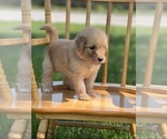 Small #2 Goldendoodle