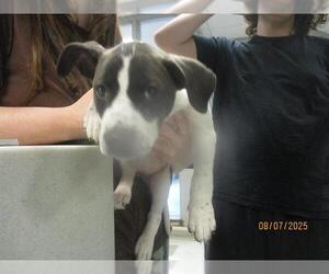 American Pit Bull Terrier-Unknown Mix Dogs for adoption in Oklahoma City, OK, USA