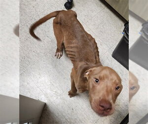 Mutt Dogs for adoption in Plano, TX, USA