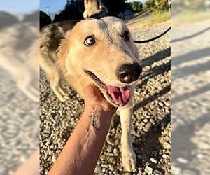 Siberian Husky Dogs for adoption in Dana Point, CA, USA