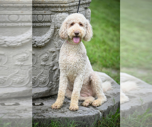 Goldendoodle Litter for sale in FREDERICKSBURG, VA, USA