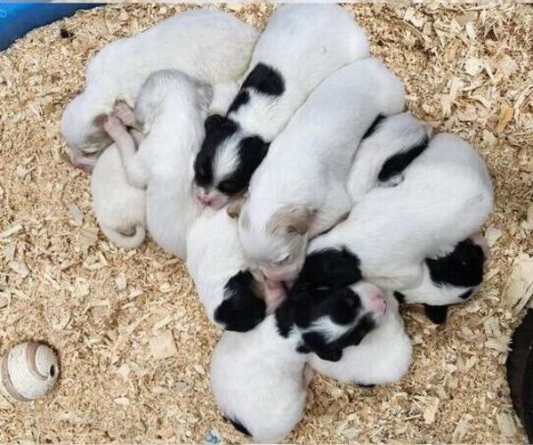Medium Photo #1 English Setter Puppy For Sale in HANCOCK, MN, USA