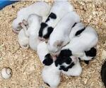 Small Photo #1 English Setter Puppy For Sale in HANCOCK, MN, USA