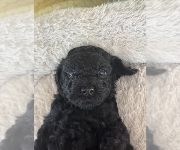 Medium Photo #28 Cavapoo-Poodle (Toy) Mix Puppy For Sale in PENSACOLA, FL, USA