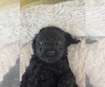 Small Photo #28 Cavapoo-Poodle (Toy) Mix Puppy For Sale in PENSACOLA, FL, USA