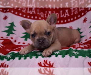 French Bulldog Puppy for sale in ATLANTA, GA, USA