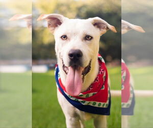 Labrador Retriever-Unknown Mix Dogs for adoption in Rockaway, NJ, USA