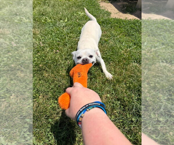 Medium Photo #4 Affenpinscher Puppy For Sale in Pierceton , IN, USA