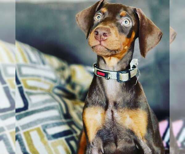 Medium Photo #1 Doberman Pinscher Puppy For Sale in HUNTERSVILLE, NC, USA