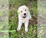 Small #6 German Shepherd Dog