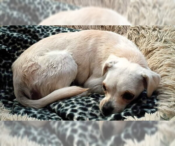 Medium Photo #2 Chihuahua-Unknown Mix Puppy For Sale in Oakley, CA, USA