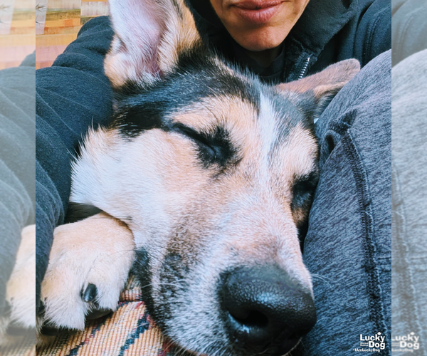 Medium Photo #12 Retriever -Unknown Mix Puppy For Sale in Washington, DC, USA