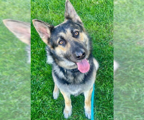 Medium Photo #2 German Shepherd Dog Puppy For Sale in Sacramento, CA, USA