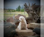 Small Photo #25 Goldendoodle Puppy For Sale in CHEYENNE, WY, USA