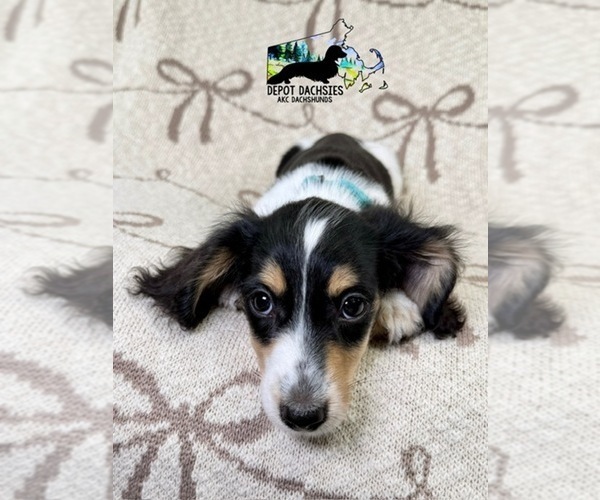 Medium Photo #14 Dachshund Puppy For Sale in SOUTH EASTON, MA, USA