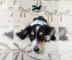 Small #13 Dachshund