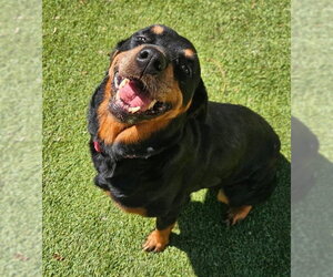 Rottweiler Dogs for adoption in Mooresville, NC, USA
