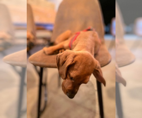 Medium Photo #3 Mutt Puppy For Sale in Mount Pleasant, SC, USA