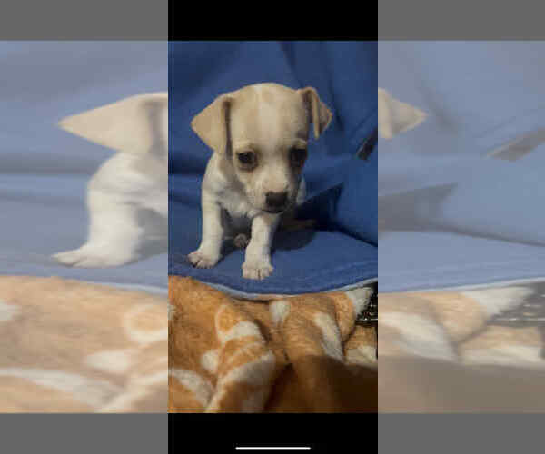 Medium Photo #1 Dachshund-Unknown Mix Puppy For Sale in Brewster, NY, USA
