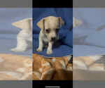 Small Dachshund Mix