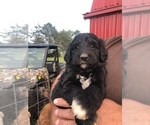 Small Photo #5 Pyredoodle Puppy For Sale in PAULDING, OH, USA