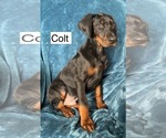 Small #6 Doberman Pinscher