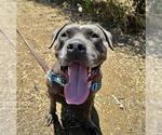 Small #1 American Pit Bull Terrier