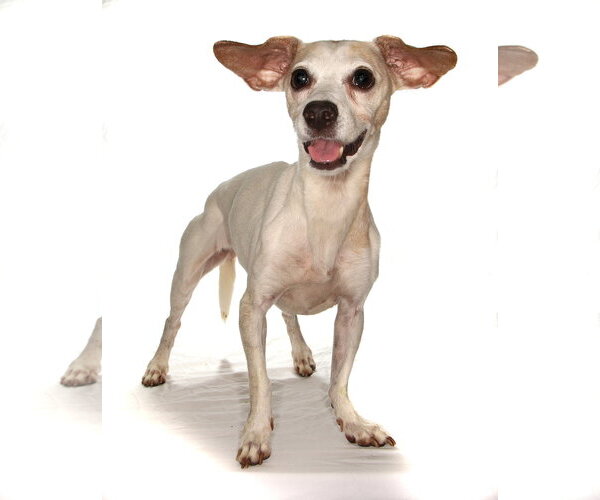 Medium Photo #2 Chihuahua-Unknown Mix Puppy For Sale in Oakland Park, FL, USA